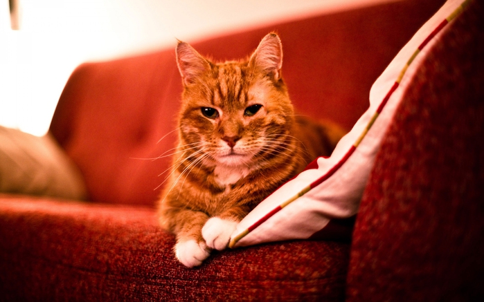 4442645_redcat_dailym_ncsa (700x437, 205Kb)
